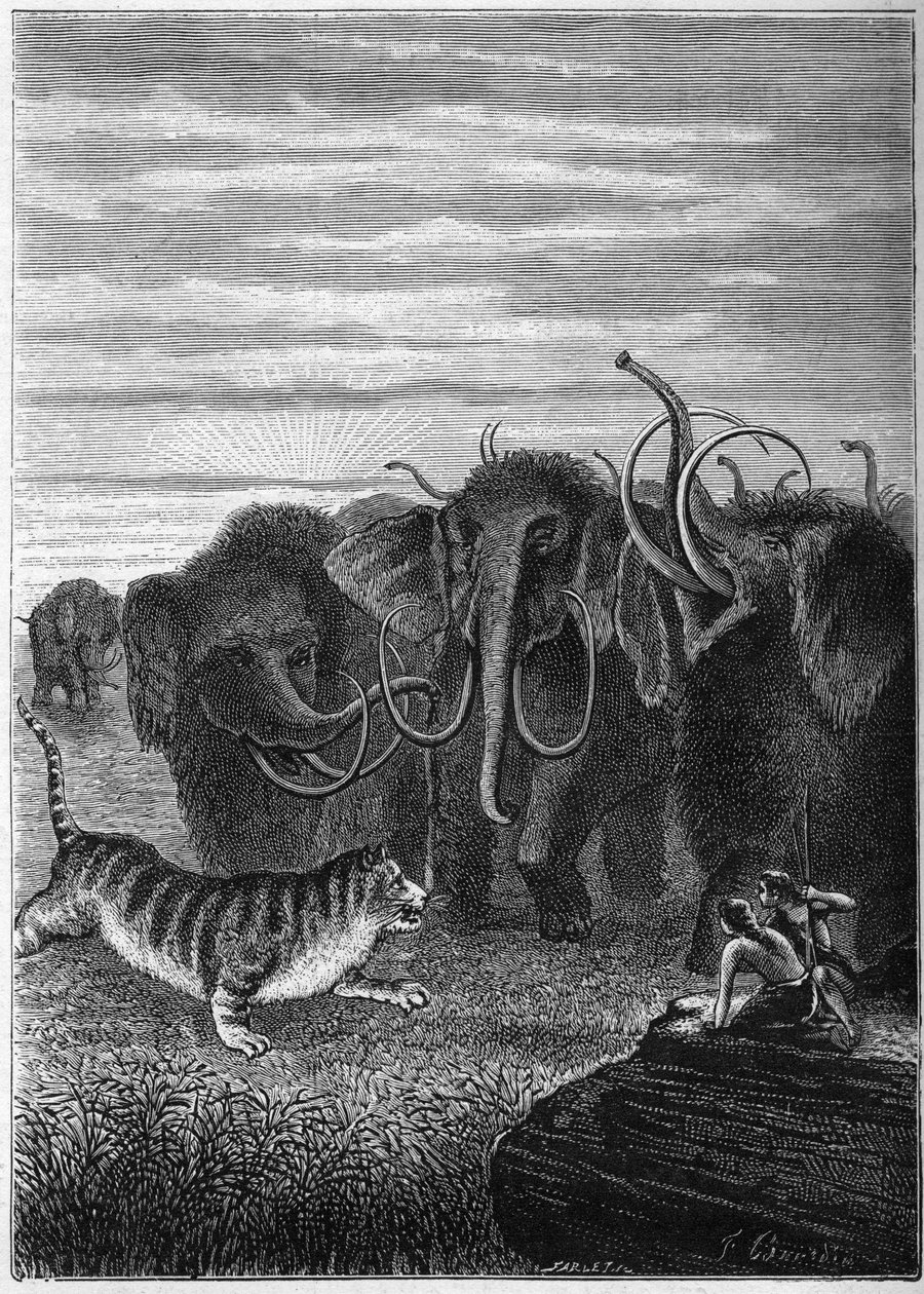 Prehistory: Mammoths and giant cave cats. Engraving from 