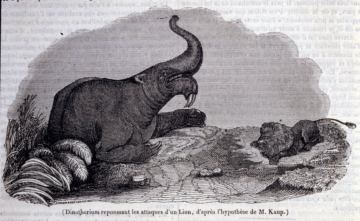 Prehistory: representation of a Dinotherium, type of pachyderm, repelling the attack of a lion by Unknown artist
