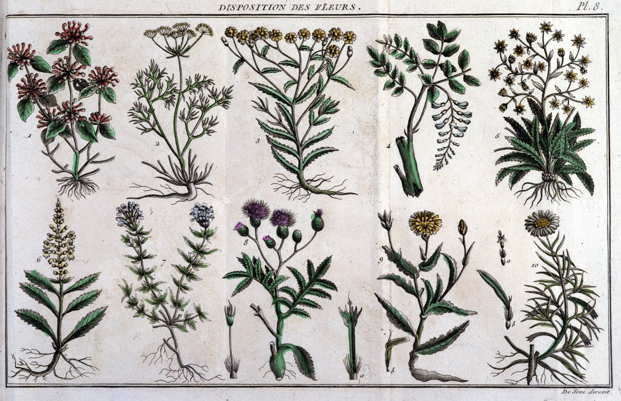 Provisions of flowers: in 
