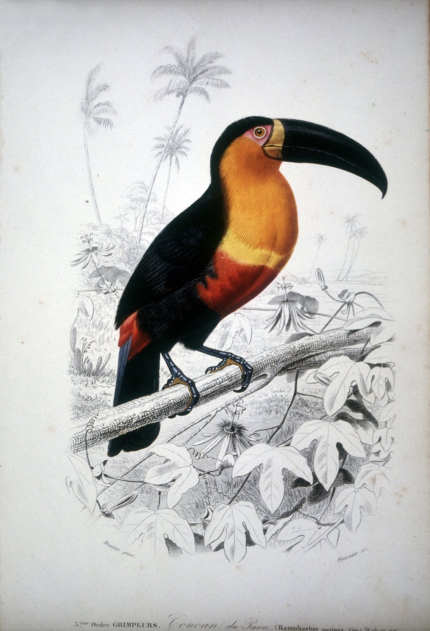 Representation of a Toucan, Bird of South America. 19th Century Engraving by Unknown artist