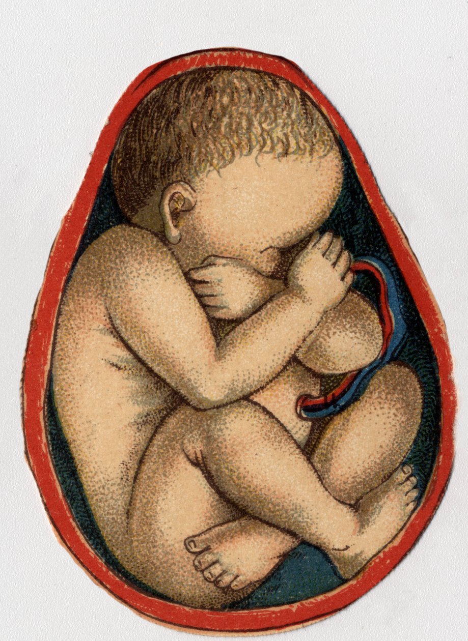 Representation of a uterus with pregnancy. 