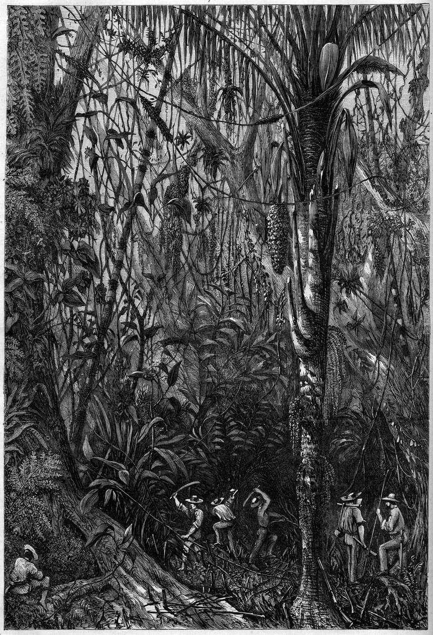 Road development in Central America: The drilling of the Nicaraguan road through a virgin forest (deforestation). Drawing of Lieutenant Olivier, member of Captain Bedford Pim