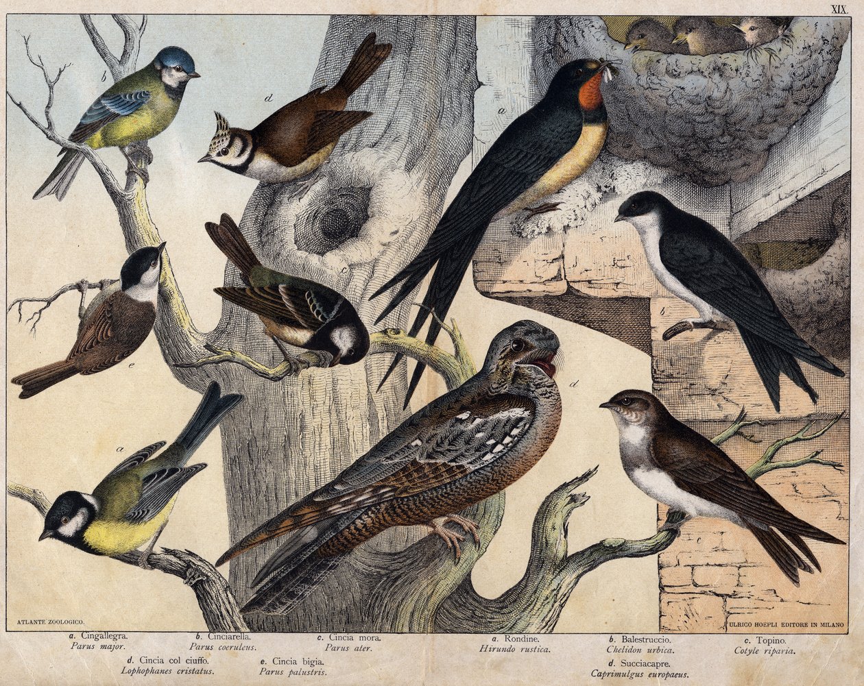 The 5 birds of the left- a: Swallow (Parus major), b: Blue-eyed (Parus coreulus), c: Black-haired (Parus ater), d: Black-eyed (Lopophanes cristatus), e: Black-eyed (Parus palustris) The 4 birds of the right- a: rustic swallow (Hirondo rustica), b: Swallow  by Unknown artist