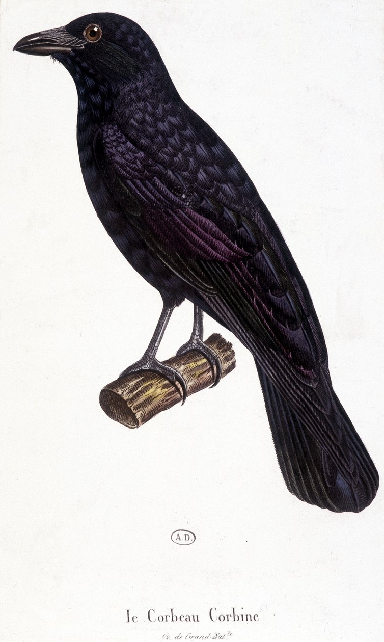 The Corbine Raven - natural history board by Unknown artist