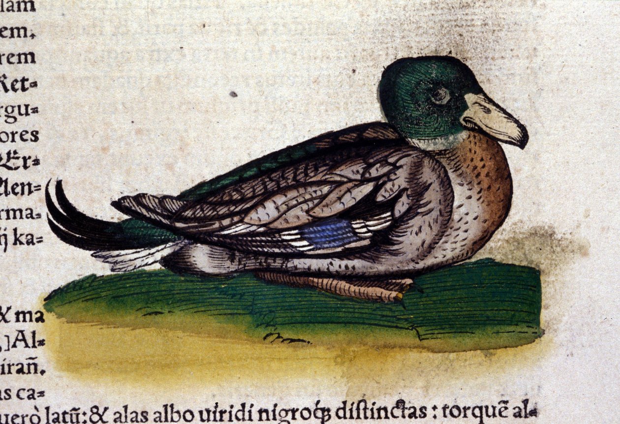 The Harle in Historia Animalium by Conrad Gesner (1516 - 1565), Tiguri by Unknown artist