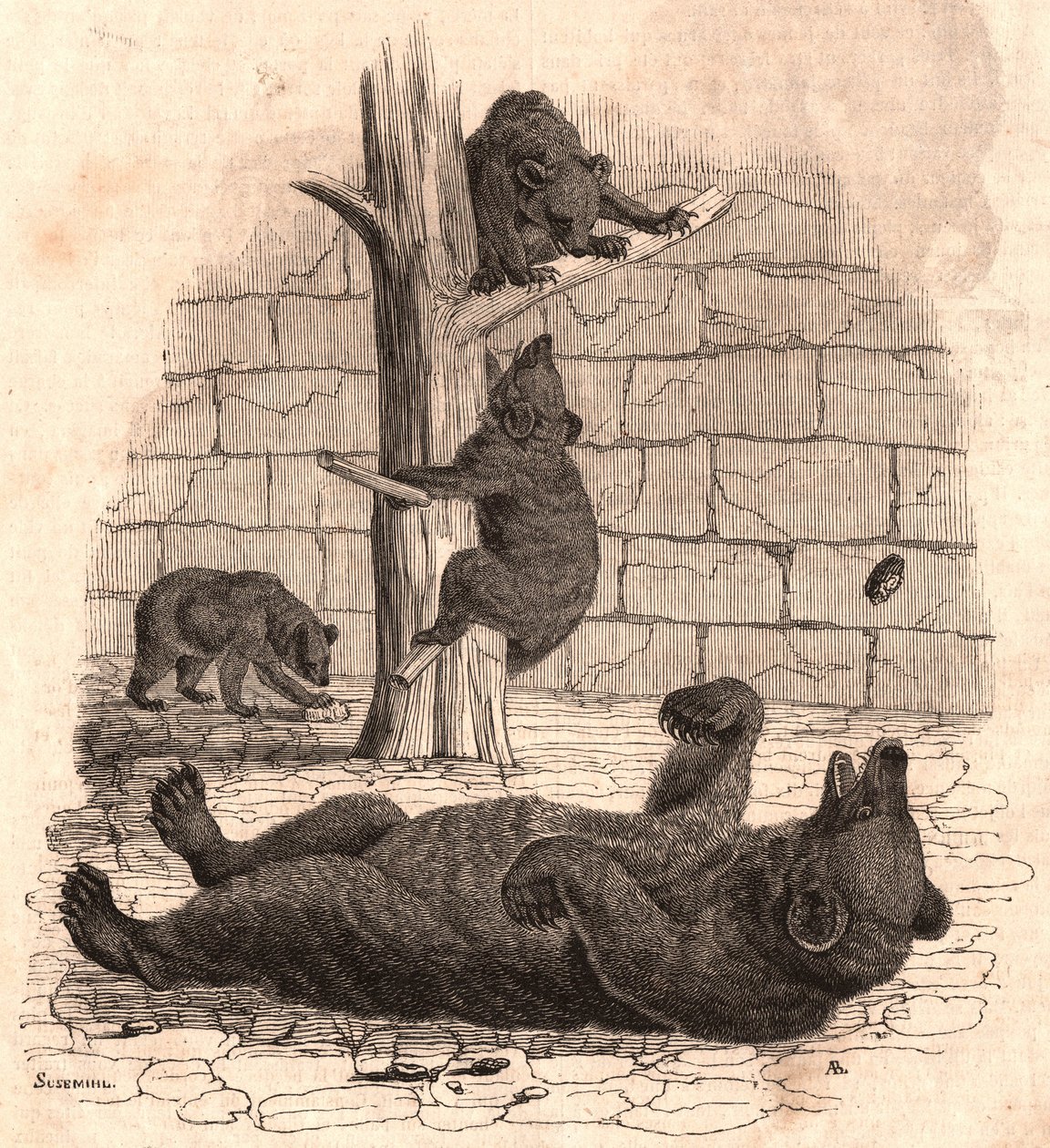 The bear pit of the Museum of Natural History: bear on the back grabbing a piece of meat, two bears playing on a tree and another one eating by Unknown