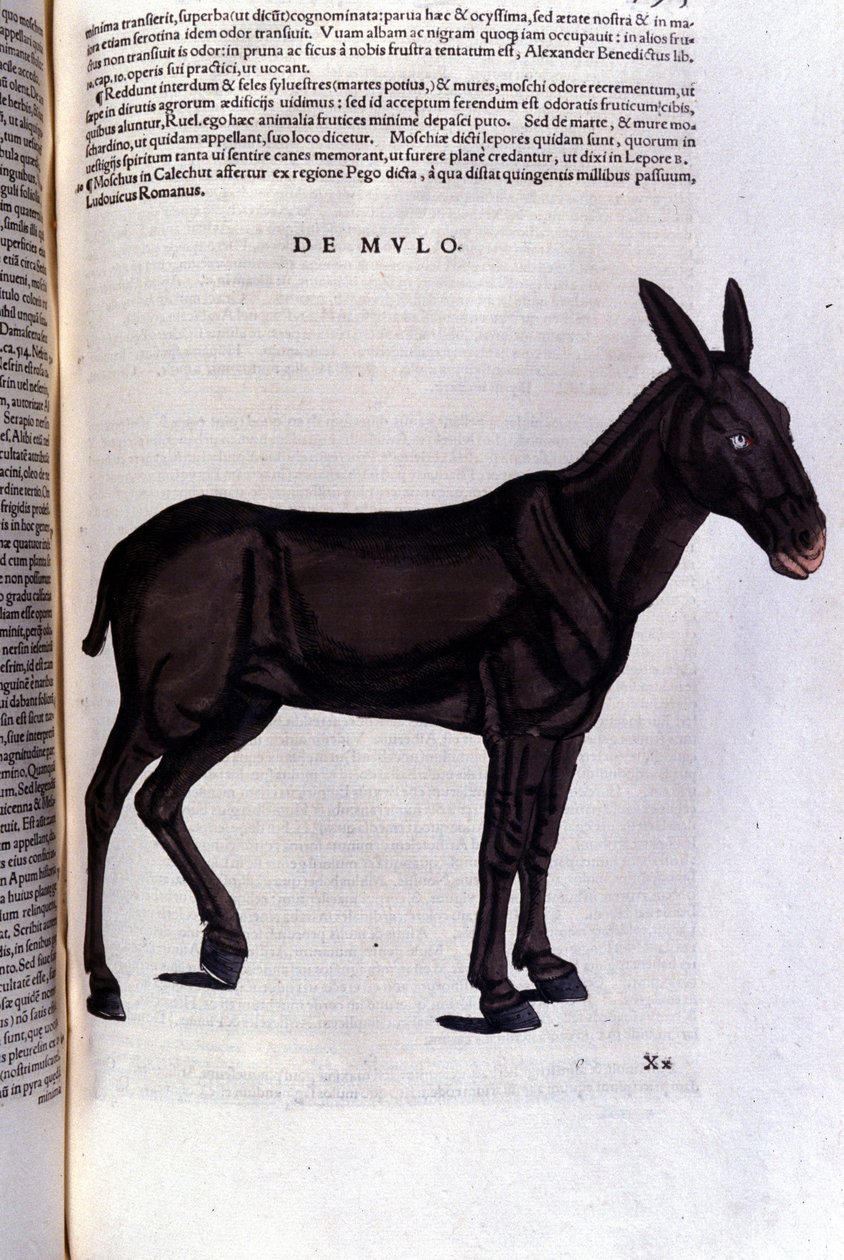 The Mullet after Historiae Animalium by Konrad Gesner by Unknown artist