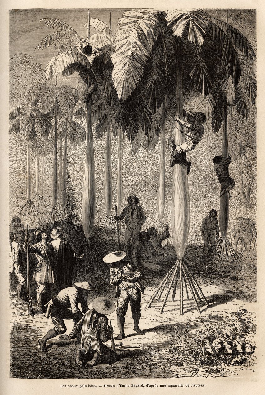 The palmist cabbages; after being robbed by Indians, the expedition uses local techniques to collect food. Engraving illustrating a voyage by Unknown artist