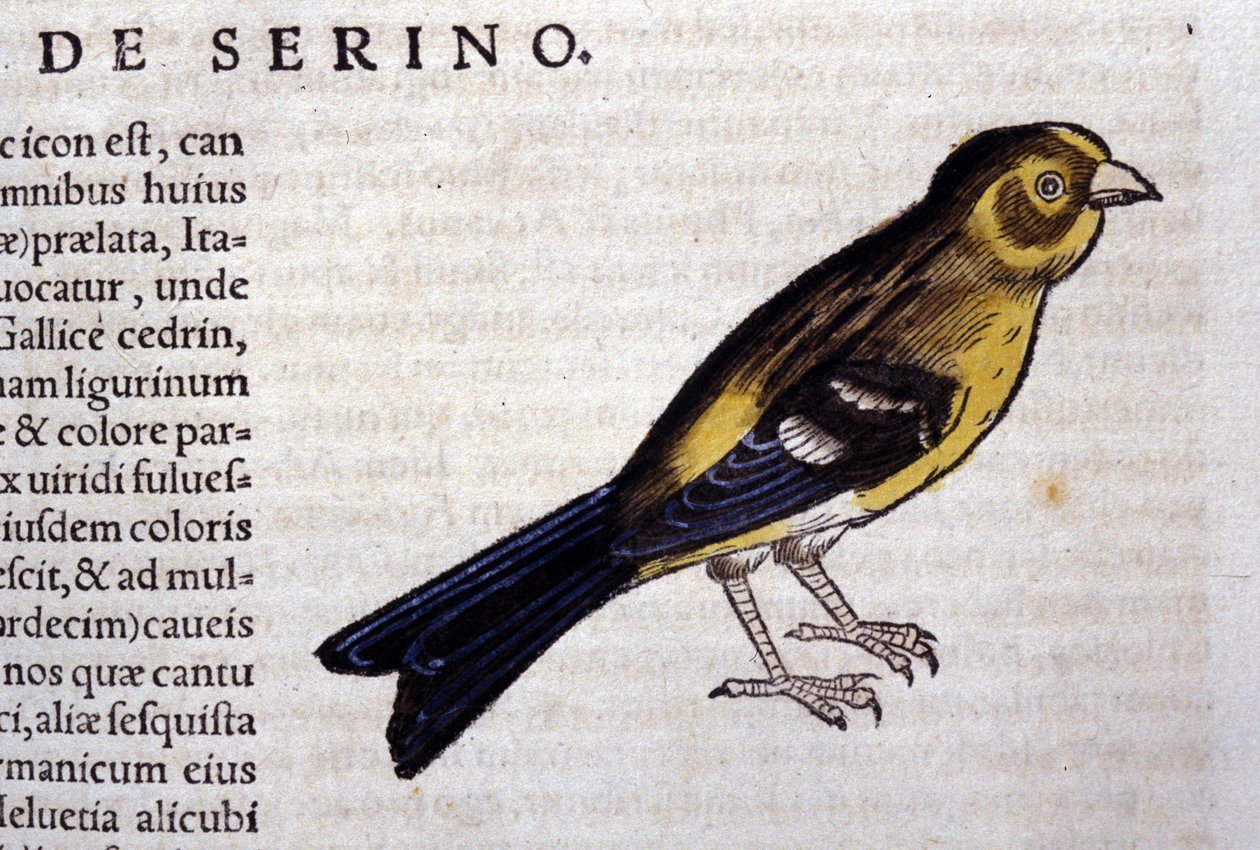 The Serin after Historiae Animalium by Konrad Gesner, Tiguri by Unknown artist
