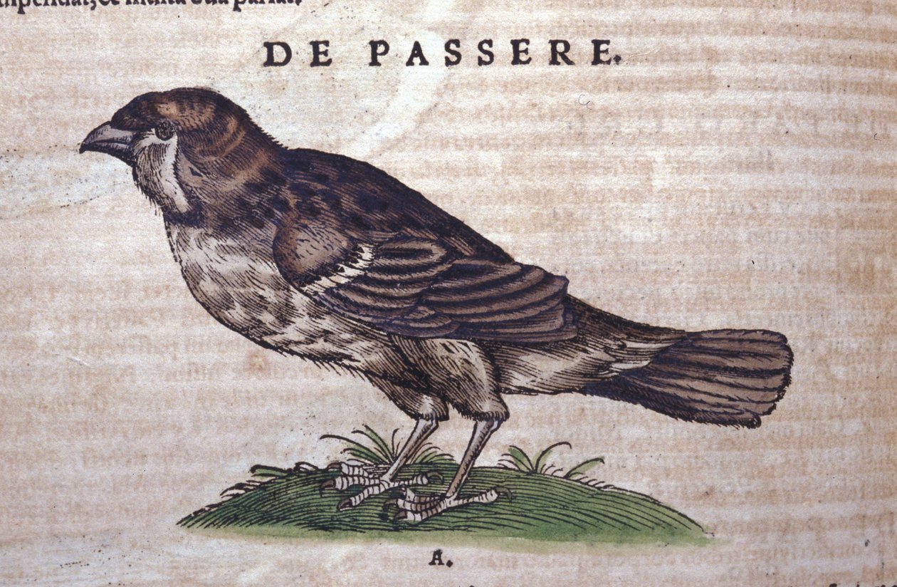 The sparrow in Historia Animalium by Conrad Gesner by Unknown artist