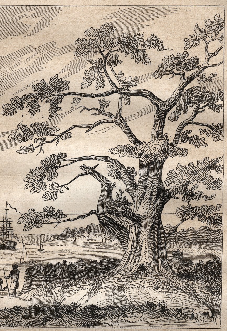Third voyage by Captain James Cook: tree under which Cook observed the passage of Venus - illustration taken from The Great Mariners of the 18th century by Unknown artist