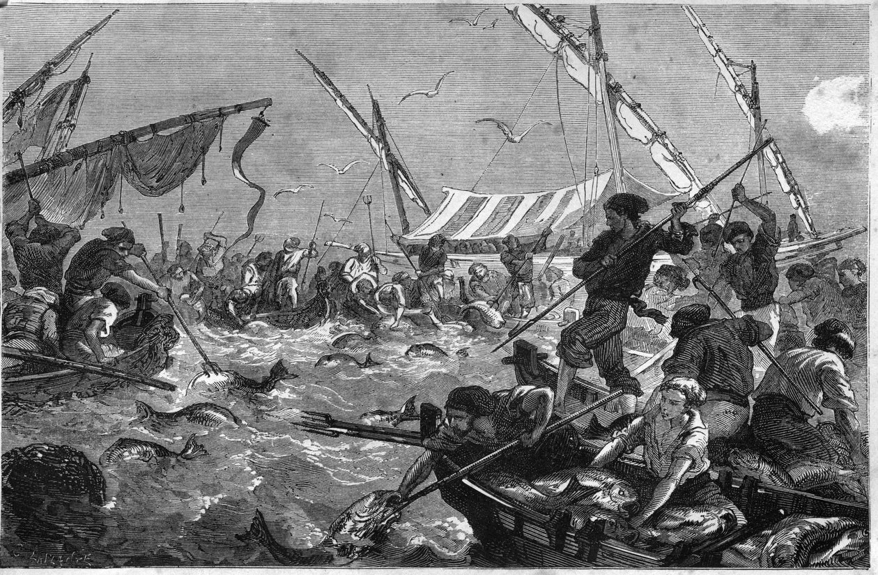 Tuna fishing on the coast of Provence. by Unknown artist