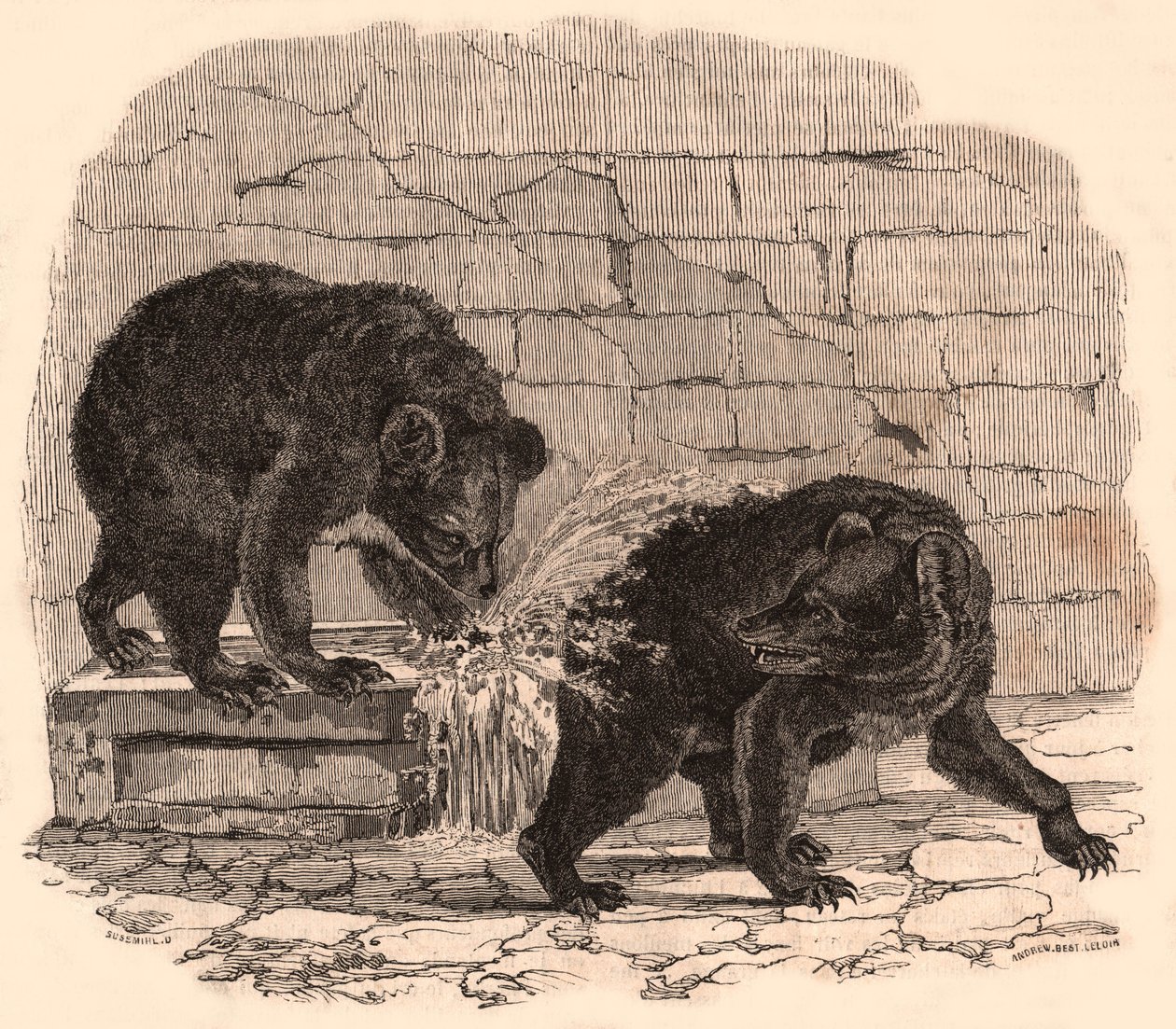 Two bears playing in a trough in the bear pit of the Museum of Natural History by Unknown