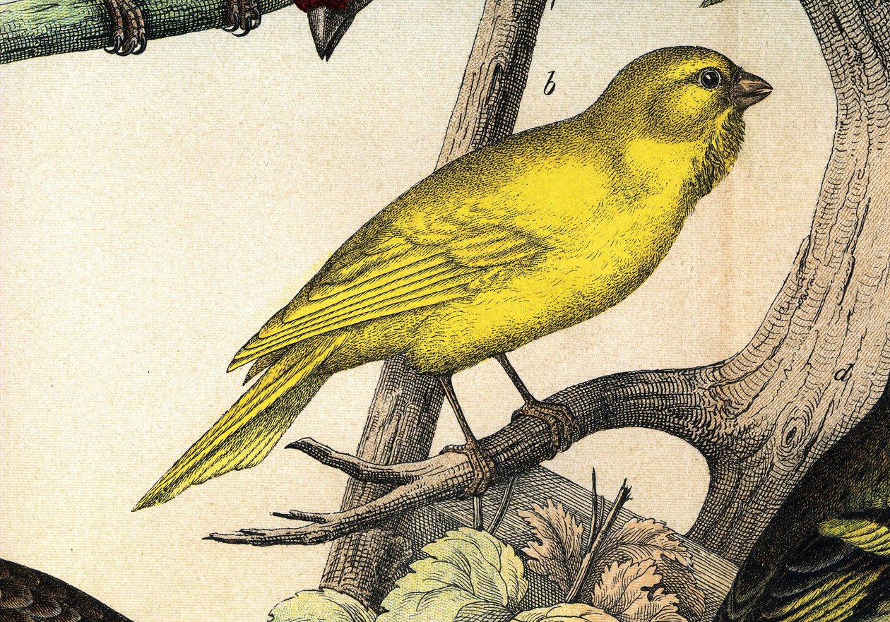 A canary - in 