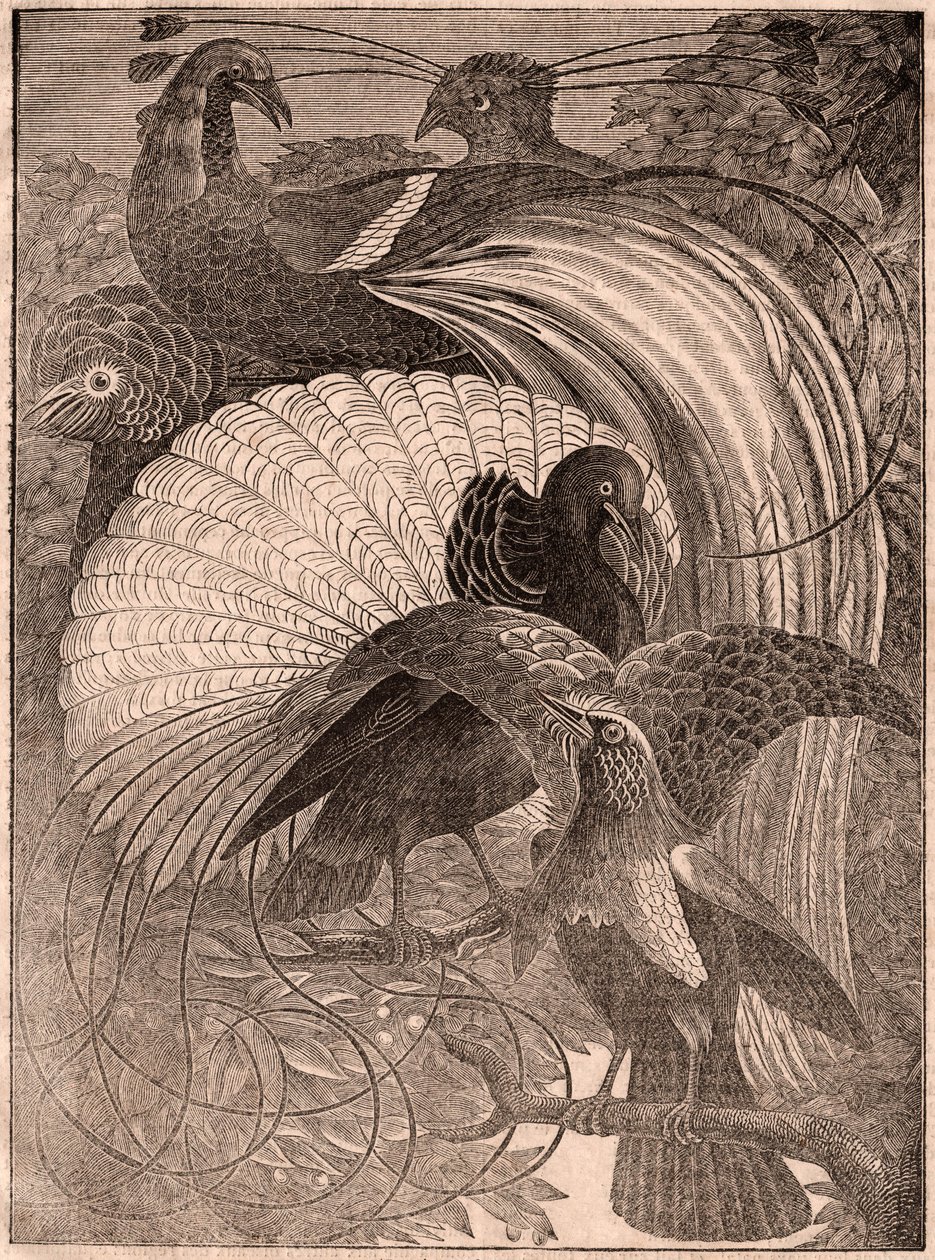 View of a Group of Birds of Paradise in New Guinea by Unknown