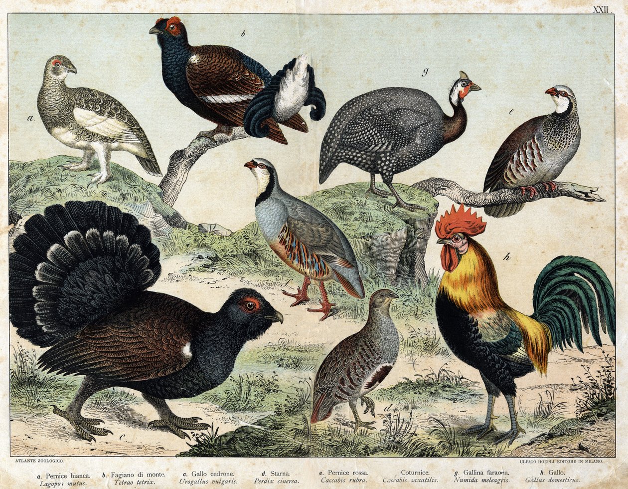 Alpine lagoon (Lagopus mutus), Tetras lyre (Tetrao tetrix), Great tetras (Urogallus vulgaris), Ash partridge (Partrix cinerea), Red partridge (caccabis rubra), bartavelle (caccabis saxatis), guinea fowl (Numida meleagris), Rooster by Unknown artist