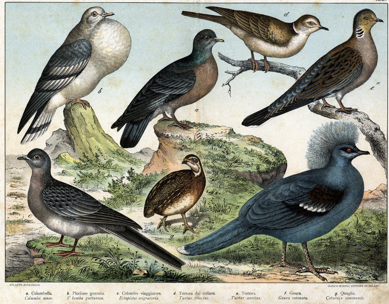 Columbian pigeon (Columba oenas), Mongolian dove (Columba gutturosa), Migratory pigeon (Etopistes migratoria), Turkish dove (Turtur risorius), Wood dove (Turtur auritus), Goura (Goura coronata), Wheat quail (Coturnix communis) - in “Natural History of bird by Unknown artist