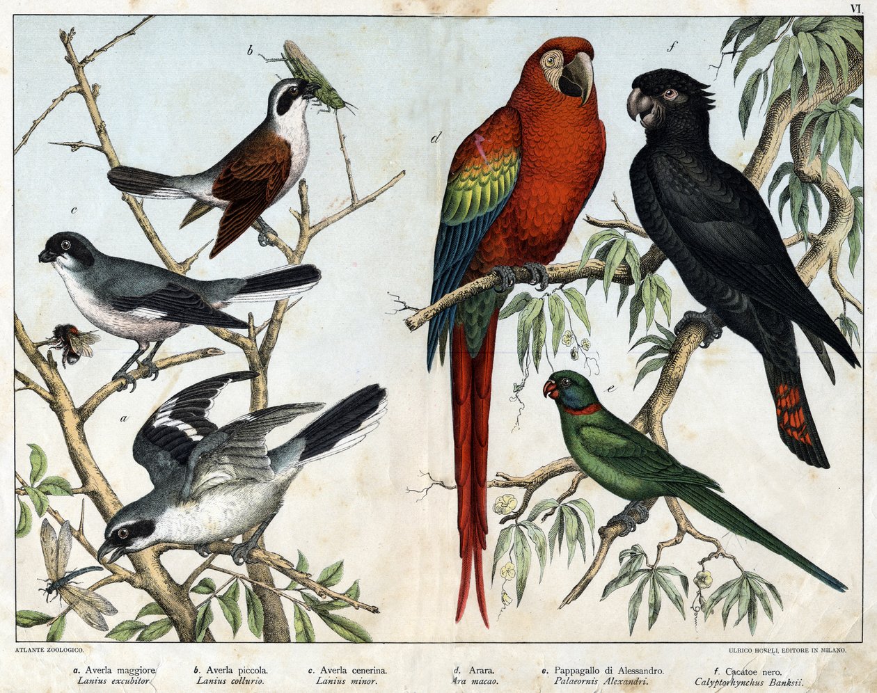 Grey grieche (Lanius excubitor), Northern grieche (Lanius collurio), Pink-breasted grieche (Lanius linor), Red ara (Ara macao), Alexandria Parrot (Palaeornis Alexandria), Banksian Cacatoes (Calyptorynchus banksii) - in “Natural History of birds” by Unknown artist