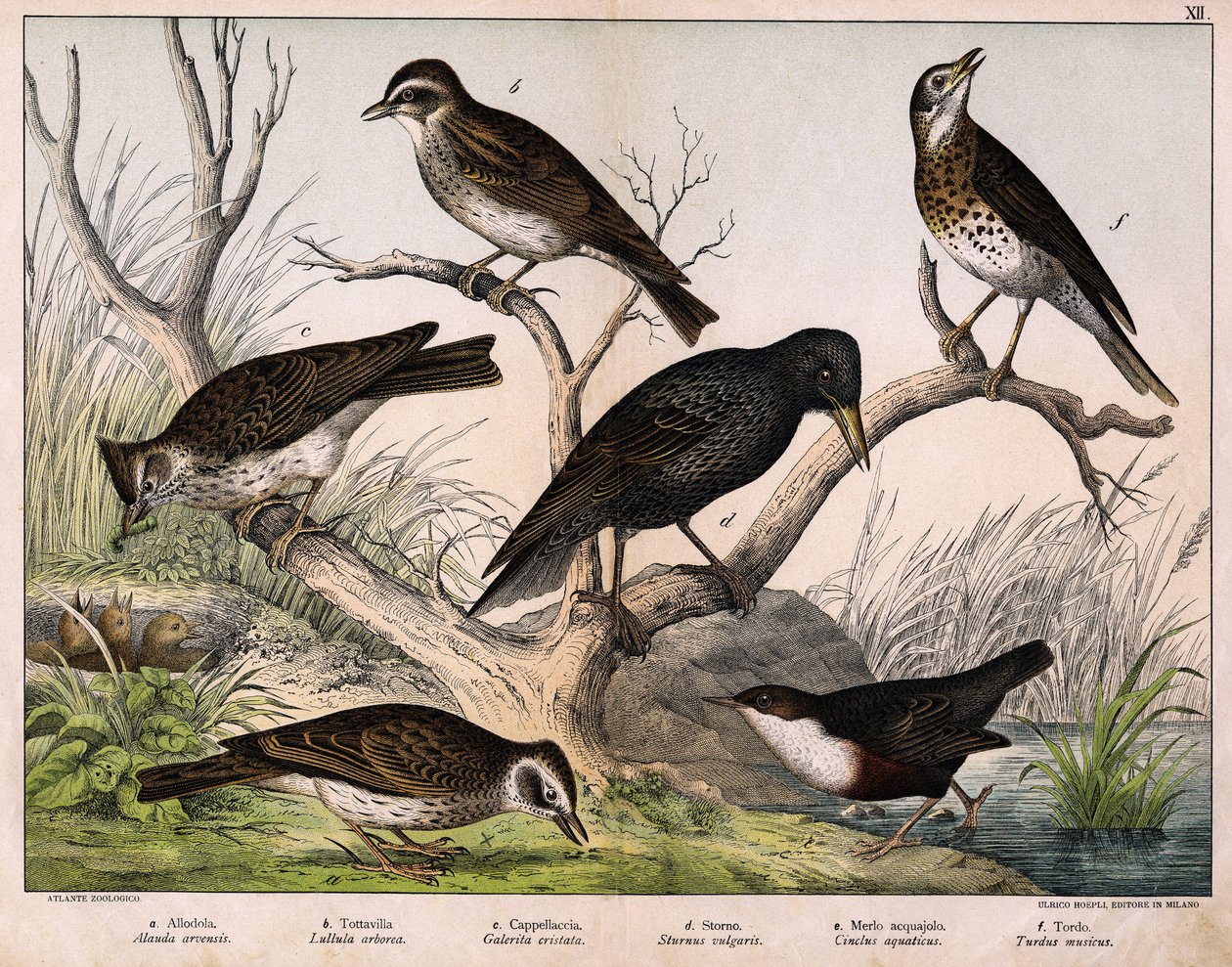 a: Northern lark (Alauda arvensis), b: Woodlark (Lullula arborea), c: Crested lark (Galerita cristata), d: Common starling (Sturnus vulgaris), e: Dipper (Cinclus cinclus), f: Song thrush (Turdus philomelos) - in “Natural History of Birds”, ed. Hoepli, Mila by Unknown artist