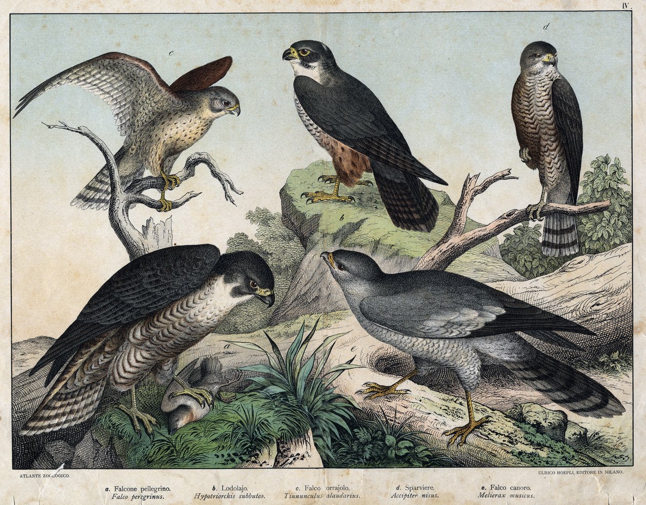 a: Peregrine Falcon (Falco peregrinus), b: Eurasian Hobby (Hypotriorchis subbuteo), c: Common Kestrel (Tunnunculus alaudarius), d: Eurasian Sparrowhawk (Accipiter nisus), e: Singing Goshawk (Melierax musicus) by Unknown artist