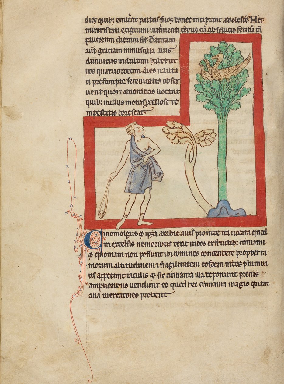 A Cinomolgus by Unknown artist