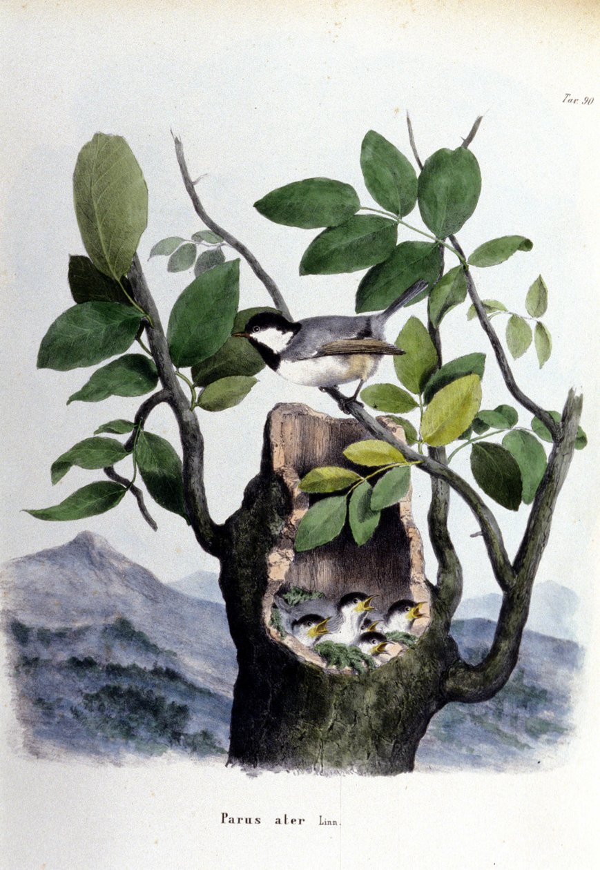 A board representing a common bird (or sparrow) near its nest by Unknown artist