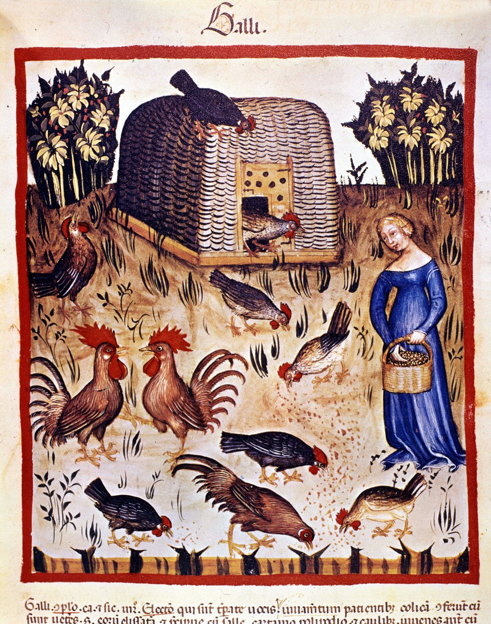 A young woman in a low yard feeds hens and roosters. Illumination from 