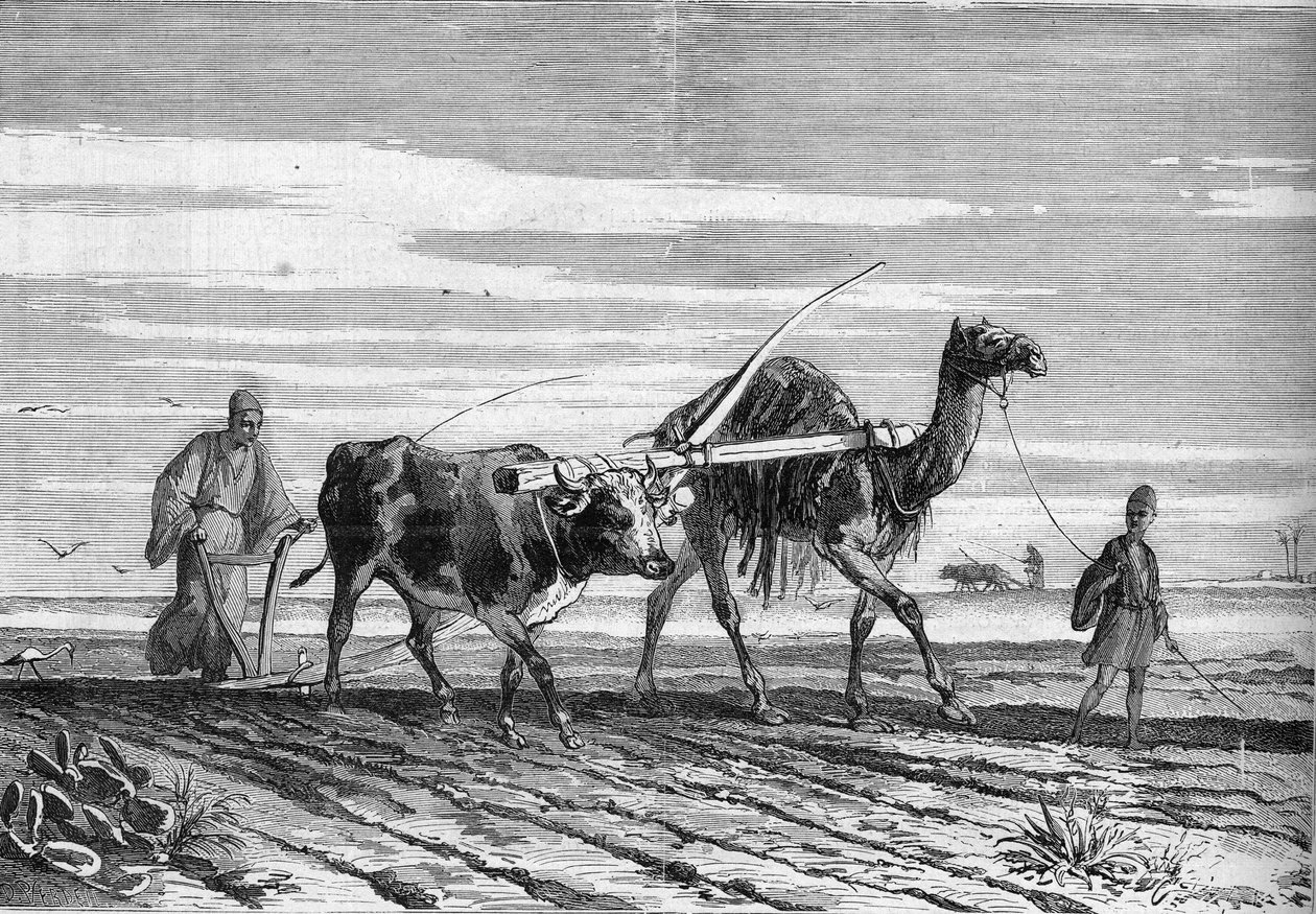 Agriculture in Egypt: A Plow Drawn by a Cow and a Camel. Engraving in 