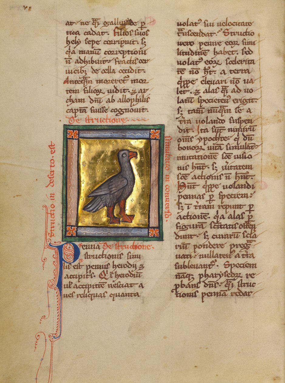 An Ostrich by Unknown artist
