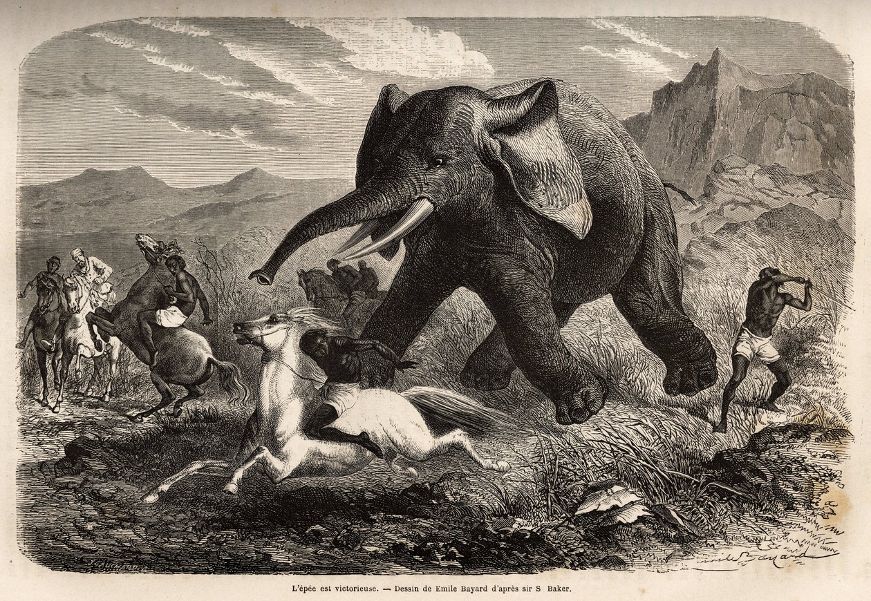 An elephant ends the troop that chased him and charges the hunters on horseback, while one of the hunters arms his arm to stop it and finish it with a swamp. Engraving to illustrate the exploration of the Abyssinian tributaries of the Nile, by Sir Samuel W by Unknown artist