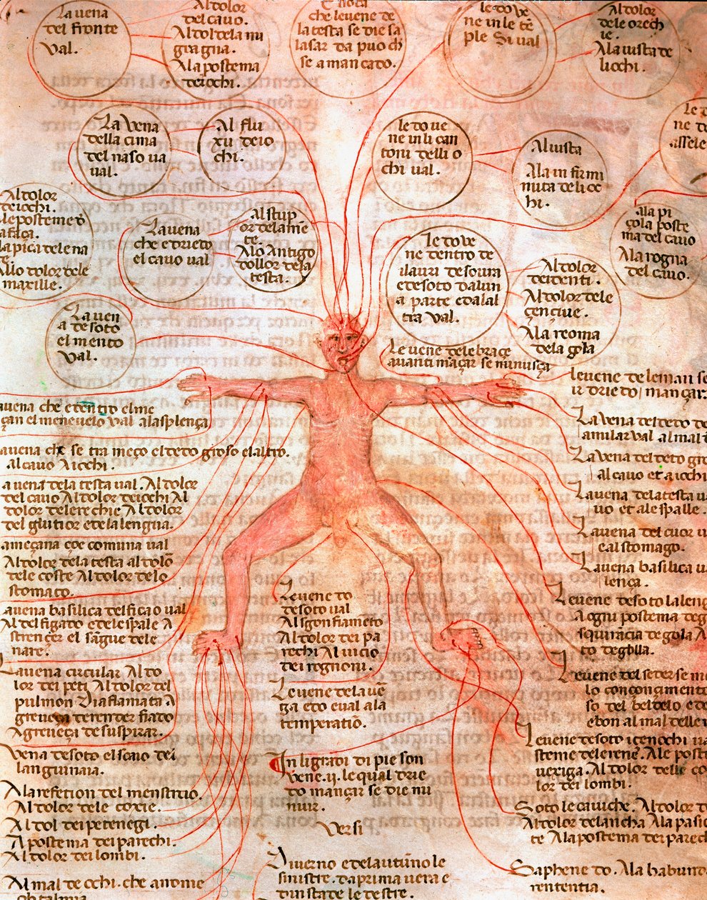 Anatomical Chart Illustrating Blood Circulation by Unknown artist