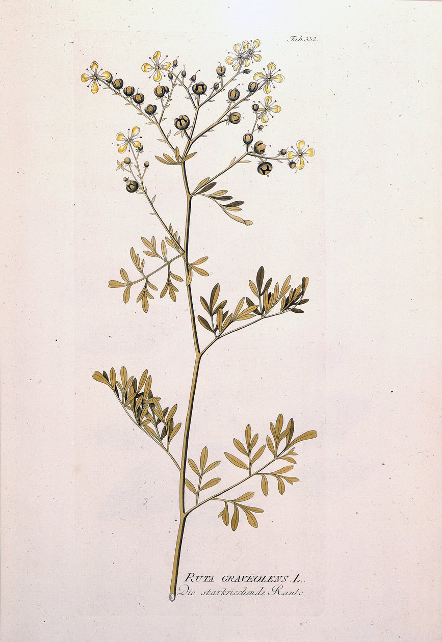 Botanical board: rue officinale (Ruta graveolens). In 