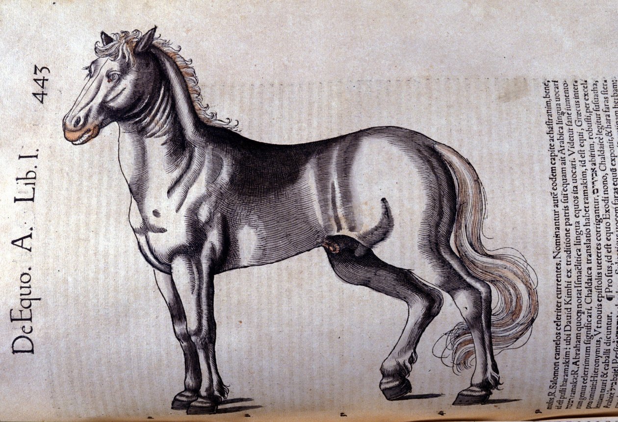 Horse in Historia Animalium by Conrad Gesner (1516 - 1565), Tiguri by Unknown artist