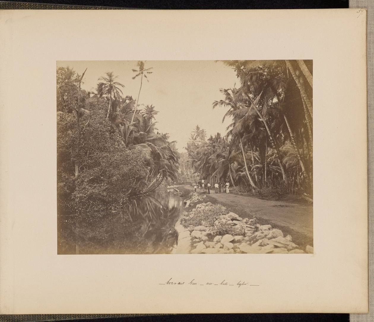 Coconut Grove near Galle, Ceylon by Unknown artist