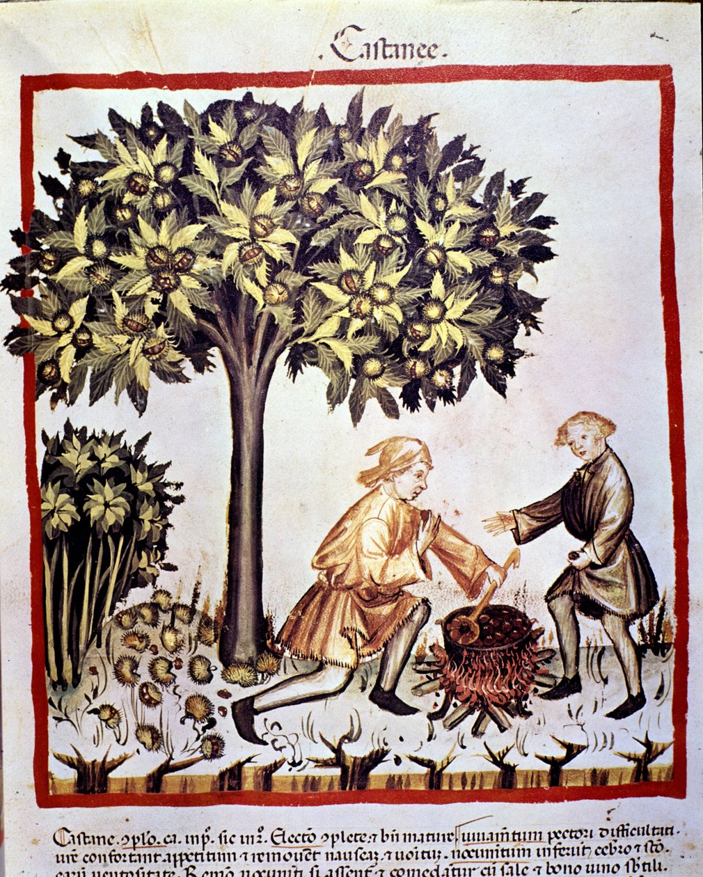 Collection and preparation of chestnuts in autumn. Illumination from 