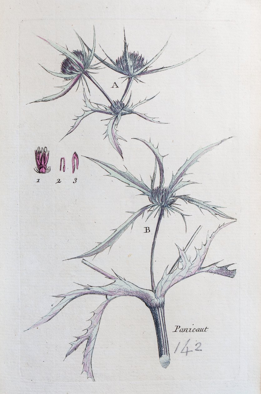 Country Panicaut by Unknown artist