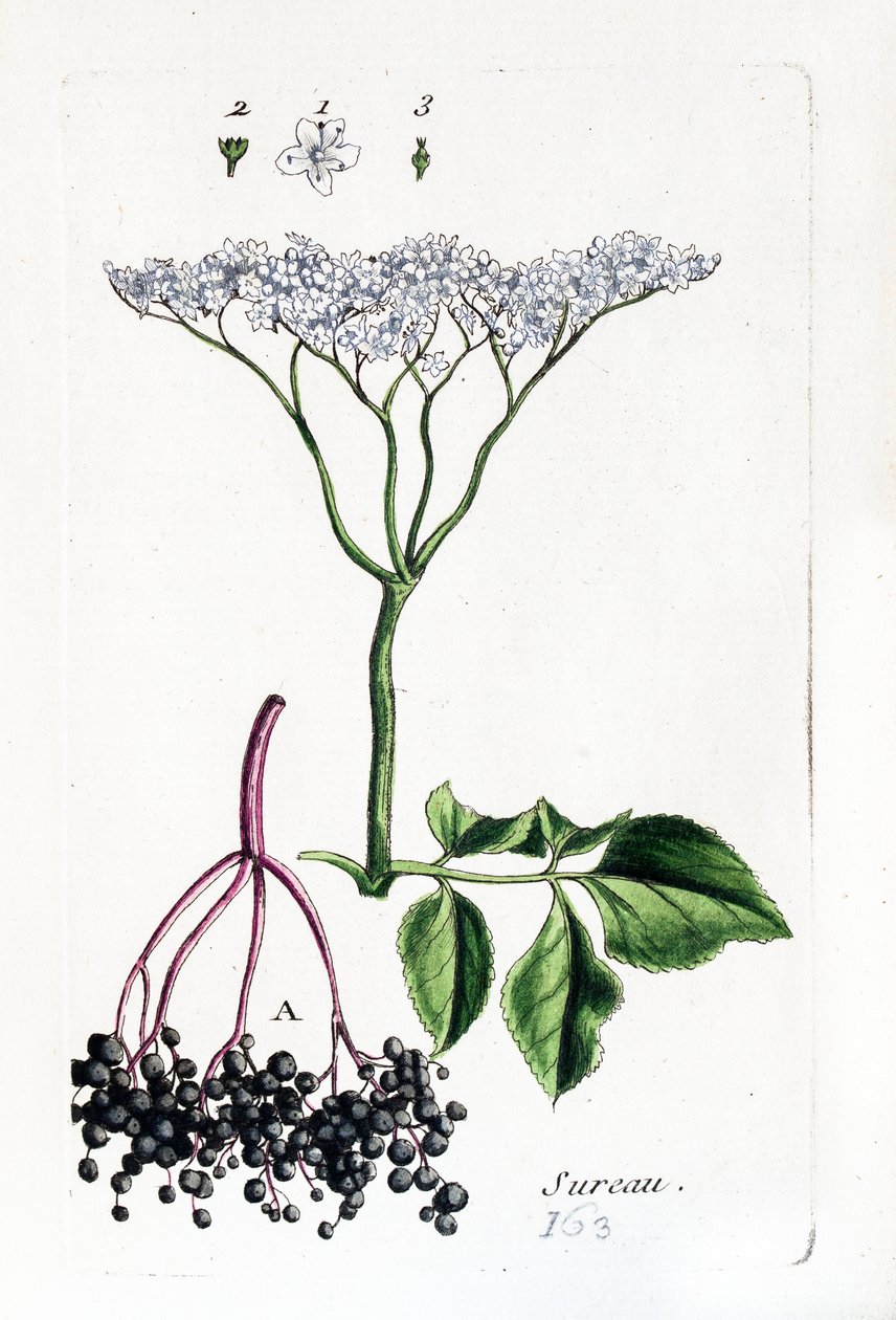 Elderberry by Unknown artist