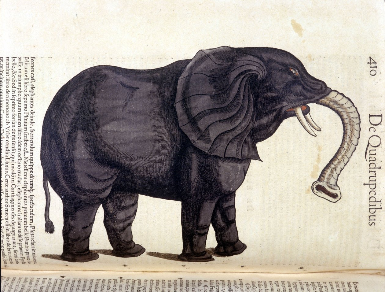 Elephant from the Historia Animalium by Conrad Gesner, Tiguri 1560. Biblioteca Nazionale Braidense, Milan by Unknown artist
