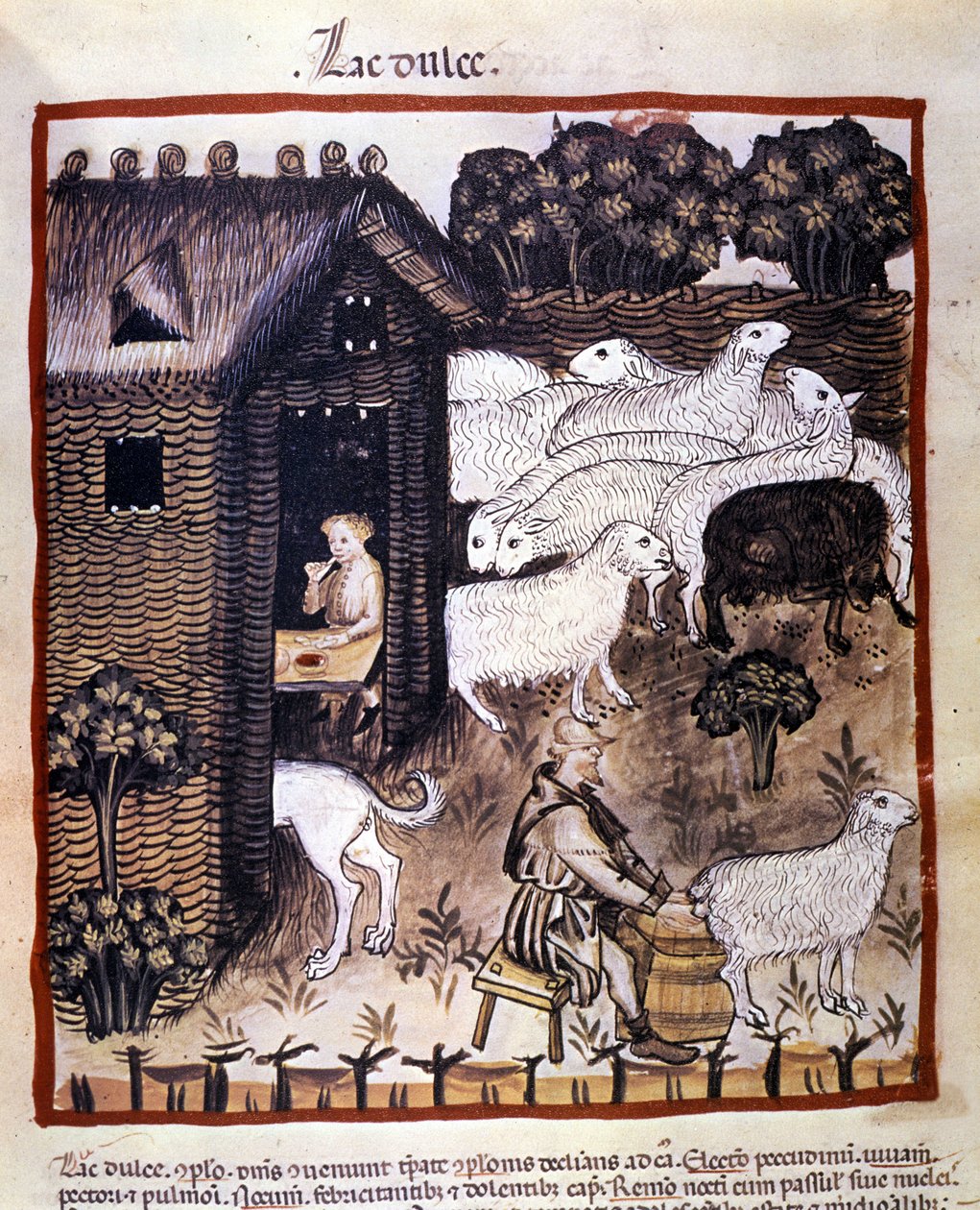 Farm work: milking sheep to produce milk and cheese. Illumination from 