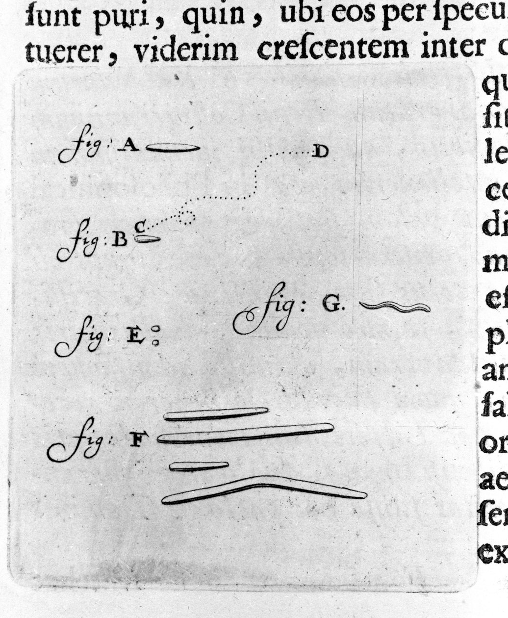 First representation of bacteria. Description by Dutch trader and scientist Antoine van Leeuwenhoek (1632-1723) after a study of bacteria in his mouth. Engraving from 