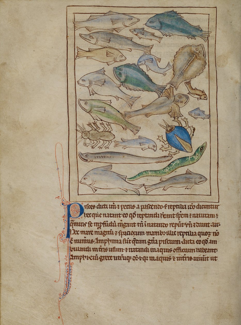 Fish and Sea Monsters by Unknown artist