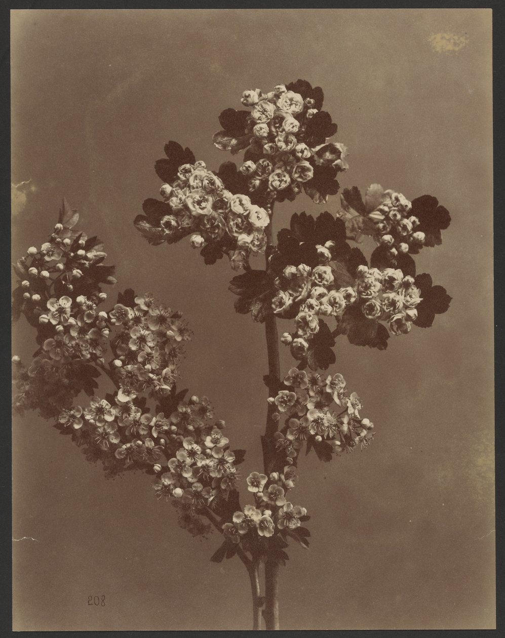 Floral Study with Multiple Bunches of Flowers by Unknown artist