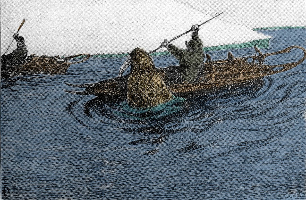 Fridtjof Nansen (1861-1930), Norwegian explorer, attacked by a walrus ...