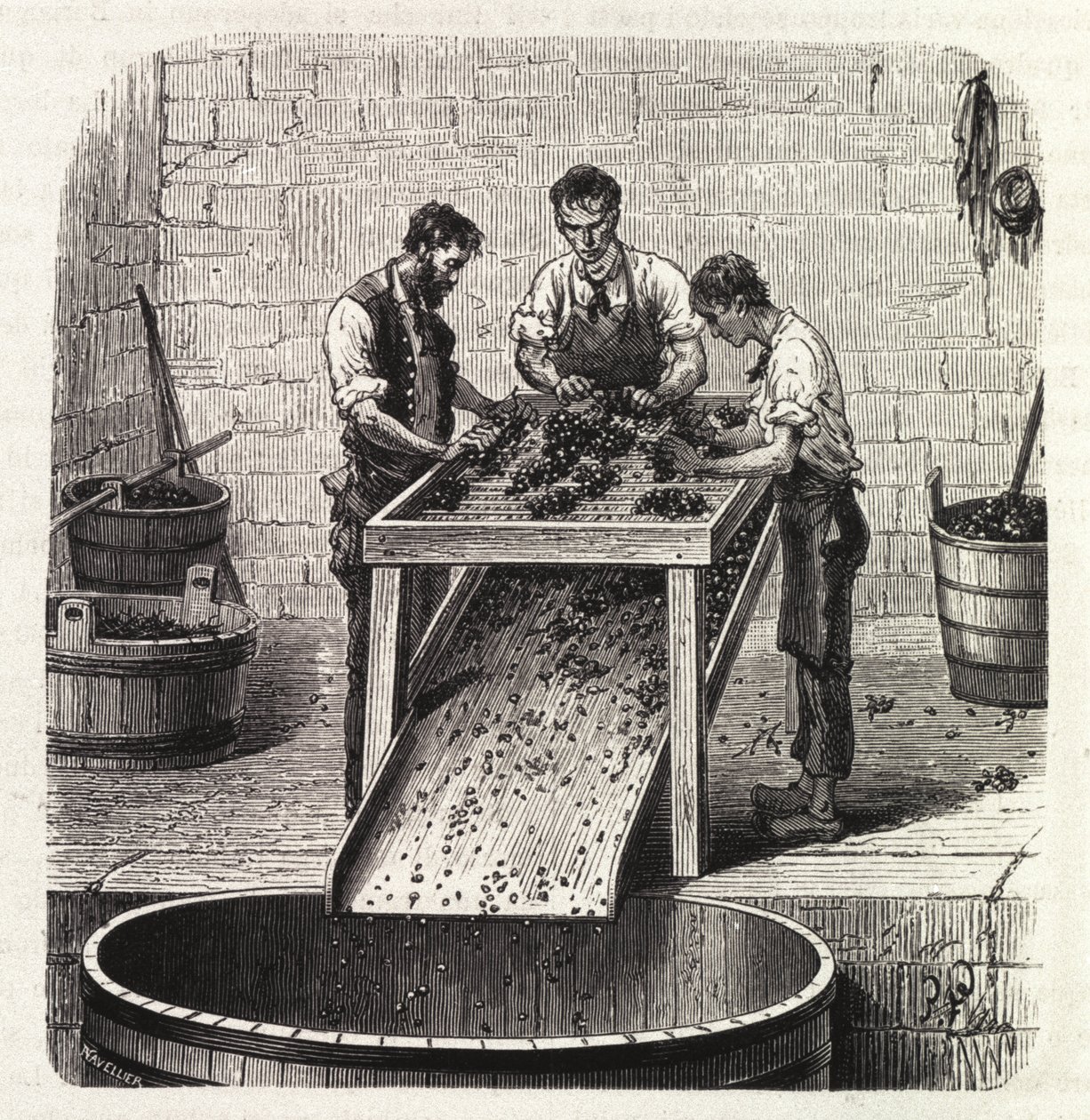 Grading the grapes on a grid during the process of making the wine of superior quality from Burgundy. Engraving from the end of the 19th century by Unknown artist