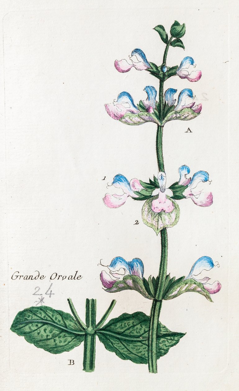 Great Orvale or Clary Sage by Unknown artist