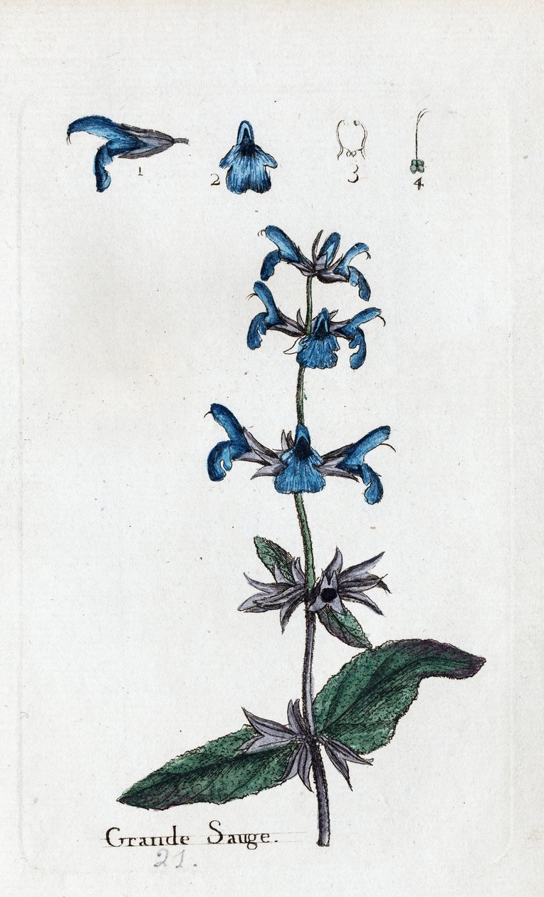 Great Sage by Unknown artist