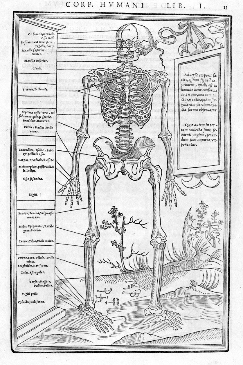 Human skeleton, anterior part. Anatomical plate of “De dissectione partium corporis humani libri tres...” by Carlo Stefano Riverio, Paris 1545 by Unknown artist