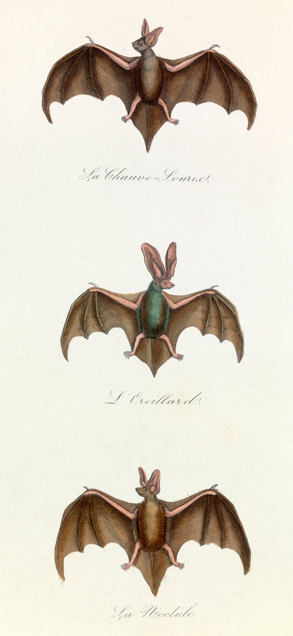 Illustration from the Book 