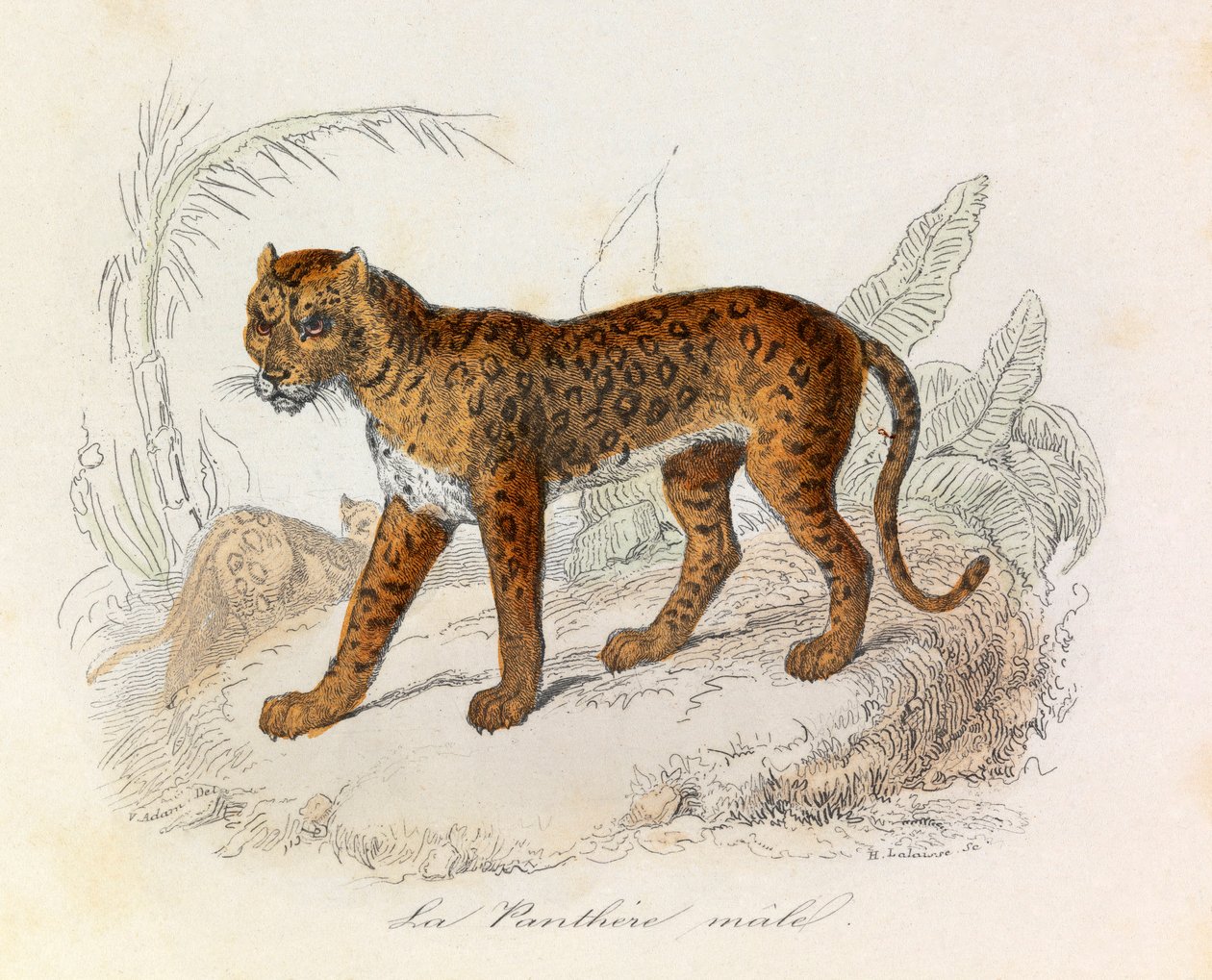 Illustration from the Book 'Complete Works of Buffon': The Quadrupeds ...