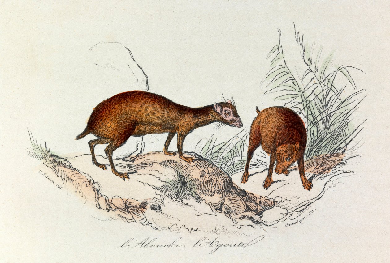 Illustration from the book 